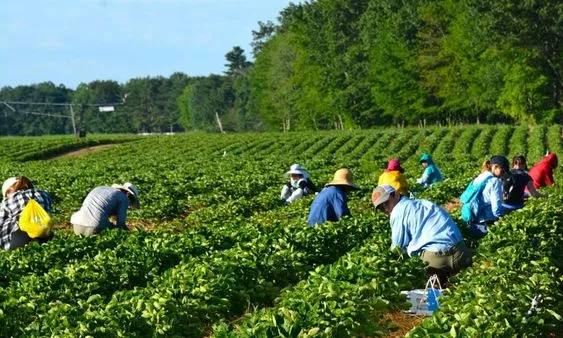 How to Find Farm Jobs in Canada That Offer Visa Sponsorship
